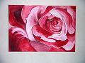 rose vor weiss